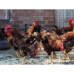 MALLA PROTECCION AVES 16X16...